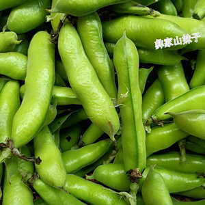 云南本地现摘蚕豆新鲜 带壳生蚕豆 青嫩胡豆小罗汉豆当季蔬菜