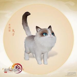 剑网3剑三 挂宠 布偶猫 丸子 橘胖 萌萌 暹罗 胖橘 肉肉 闹闹