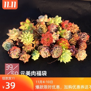 高多肉植物 高多肉植物品牌 价格 阿里巴巴 高多肉植物 高多肉植物品牌 价格 阿里巴巴