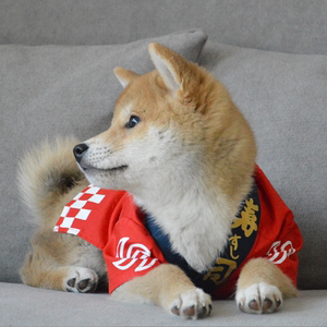 狗狗和服 狗狗和服品牌 价格 阿里巴巴