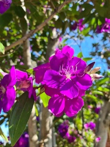 巴西紫牡丹棒棒糖野牡丹耐寒耐荫阳台庭院常绿灌木花期长多次开花