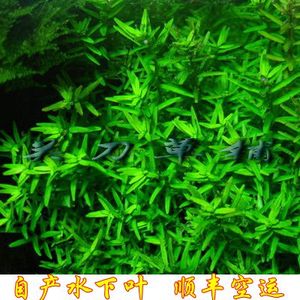 绿宫廷【关刀草铺】水草草房 自养自家水中叶 ADA水族造景后景草