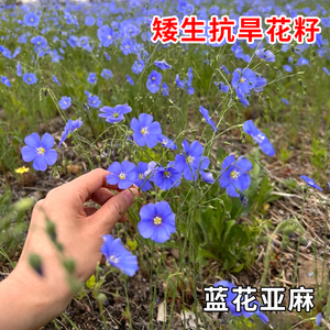 蓝花亚麻种子矮生宿根易活花种籽爆盆六倍利红花亚麻耐干旱花期长