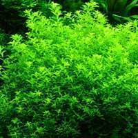 水草前景中景后景日本珍珠草自养 水下叶 水中叶 特价 阿里巴巴找货神器