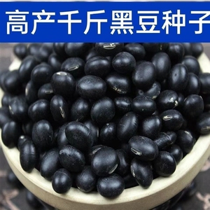 大粒黑豆种子天然营养黑色黑青豆大粒黑豆种子高产营养春夏季播种