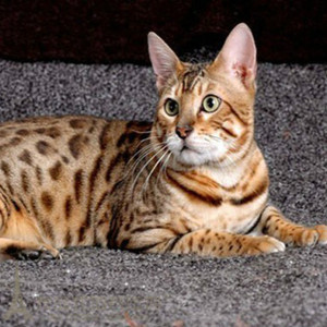 豹猫孟加拉豹猫金钱豹纹活猫咪幼猫小公猫活体宠物猫p