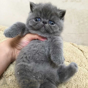 赛级蓝猫加菲猫异国短毛猫蓝灰纯色加菲猫幼猫纯种宠物猫活体p
