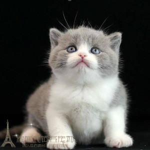 英短蓝猫蓝白猫活体纯种活体宠物猫加白幼猫正八字包子脸p