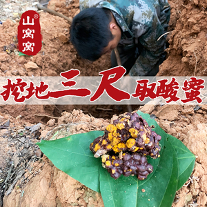 山窝窝原始森林野生地下土酸蜂蜜树酸蜂蜜老巢蜜