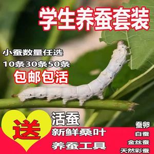 蚕宝宝活的春秋蚕幼虫活物学生夏蚕卵1龄234龄岁很大稀有金色蚕种