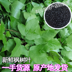 黑色糯米饭植物染料广西三月三清明新鲜香枫叶汁水五色乌饭叶子