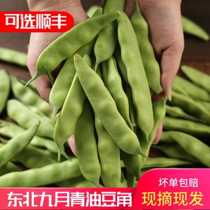 东北辽宁九月青油豆角5斤东北农家新鲜蔬菜油豆角开锅烂现摘现发