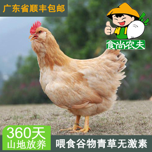 农家散养一年胡须土鸡1只 无激素生态放养新鲜鸡肉配送 顺丰包邮