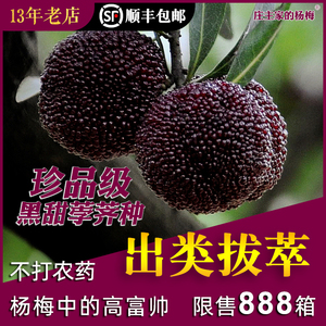 新鲜杨梅余姚慈溪荸荠种黑甜炭梅 孕妇当季时令水果珍品级礼盒装