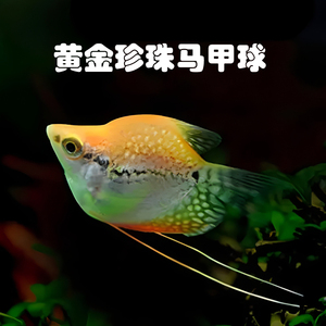 黄金珍珠马甲球鱼丝足鱼观赏鱼淡水活体水草缸热带鱼中型上海发货
