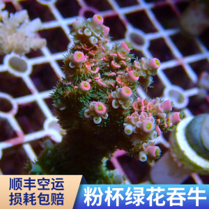 幻彩吞牛 SPS 珊瑚 断枝 断肢 断支 精品 人工繁殖 活体珊瑚