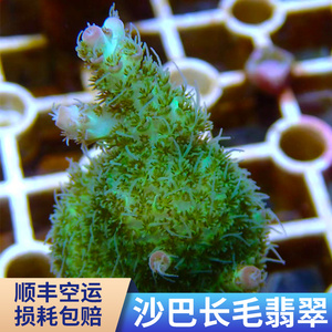 翡翠长毛怪 SPS 珊瑚 断枝 断肢 断支 精品 人工繁殖 活体珊瑚