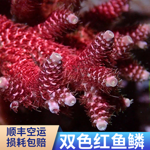 澳洲红鱼鳞 SPS 珊瑚 断枝 断肢 断支 精品 人工繁殖 活体珊瑚