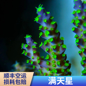 满天星 SPS 珊瑚 断枝 断肢 断支 精品 人工繁殖 活体珊瑚