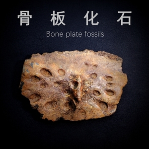 天然动物骨骼化石骨板骨头化石地质科普教学标本收藏精品收藏摆件