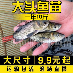 花鲢鱼苗淡水养殖食用大头鱼苗冷水雄鱼苗活体鲢鳙胖头鱼苗花鲢鱼