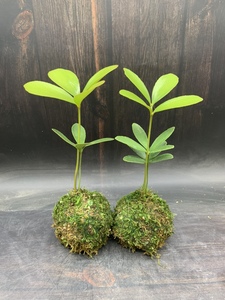 苔藓球四叶幸运铁 小叶苏铁水培双叶墨西哥铁树盆栽室内好养绿植