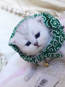 猫咪外出小包袱小鱼干猫咪可调节三角巾项圈围巾猫咪离家出走小包