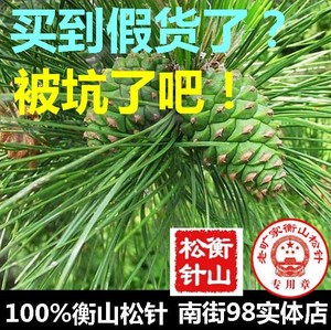 南岳衡山新鲜松针茶马尾松3斤起售