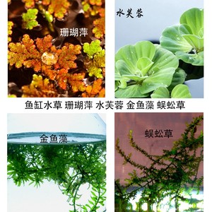 浮萍水草活体鱼缸水生植物水培水族箱金鱼藻狐尾藻水芙蓉龟虾造景 阿里巴巴找货神器 浮萍水草活体鱼缸水生植物水培水族箱金鱼藻狐尾藻水芙蓉龟虾造景 阿里巴巴找货神器