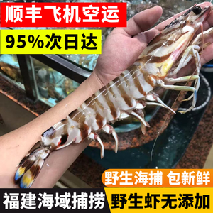 野生海捕特大斑节虾九节虾基围虾大虾竹节虾3-4条500g长25-30厘米