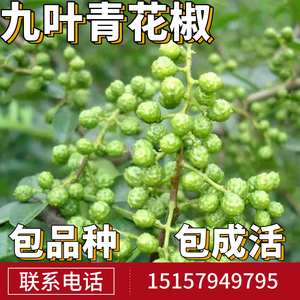 九叶青花椒苗南北方庭院地栽藤椒大苗盆栽佐料麻椒小苗当年结果