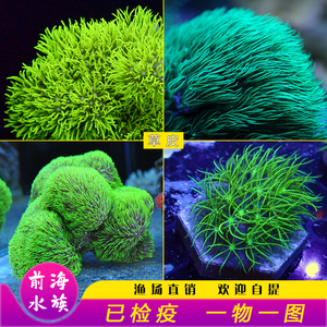 荧光绿草皮珊瑚 北海绿草皮日本草皮lps软体人工草皮珊瑚生物活体