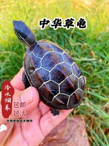 中华草龟宠物乌龟活体小乌龟外塘养殖长寿金线龟水龟龟蛋龟苗墨龟