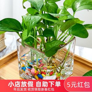 水仙花花瓶创意水养 水仙花花瓶创意水养品牌 价格 阿里巴巴 水仙花花瓶创意水养 水仙花花瓶创意水养品牌 价格 阿里巴巴