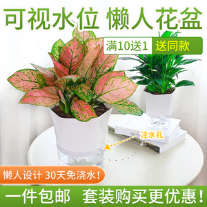 自动吸水花盆绿萝多肉发财树室内绿植花卉植物盆栽客厅阳台专用盆