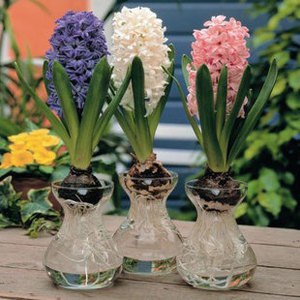 特价厂家批发风信子花瓶绿萝专用水培瓶现代时尚透明玻璃花瓶花盆