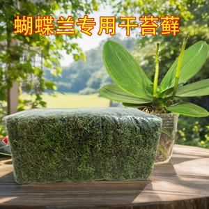 干苔藓水苔蝴蝶兰专用营养土青苔藓植物种植育苗爬宠乌龟冬眠垫材