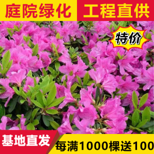 杜鹃花苗工程毛杜鹃量大春夏开花鹃庭院花卉盆栽小区绿化植物包邮