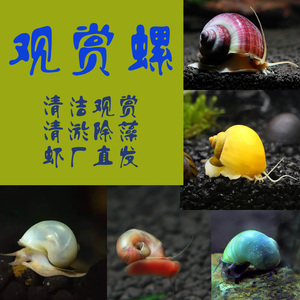 淡水观赏苹果螺黄金螺紫纹神秘螺活体红色蜗牛宠物象牙白工具螺