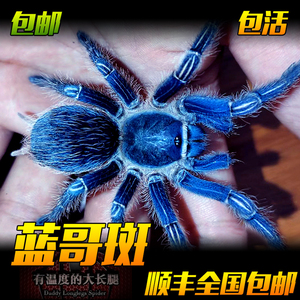 蓝色漂亮蓝哥斑哥斯达黎加斑马脚1-12厘米顽皮好养活体宠物蜘蛛