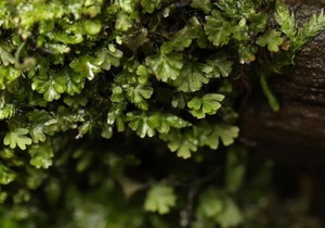 团扇蕨膜蕨科 Crepidomanes minutum 雨林缸造景小微景观迷你蕨