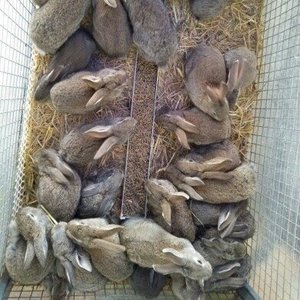 家养比利时小兔苗活体黑灰色幼兔苗运输包活到家提供售后服务