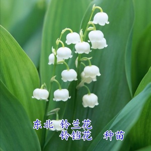 （每份3棵）东北白铃兰 铃铛花百合科属种苗绿植盆栽植物花卉好养