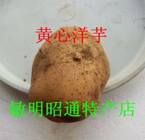 云南昭通黄心土豆洋芋马铃薯（大号）一份9斤包邮