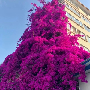 三角梅盆栽花卉四季带花发货阳台庭院室外木本植物潮州红好养盆景