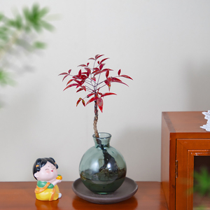 火焰南天竹水培植物四季好养室内办公室桌面茶几懒人绿植小盆栽