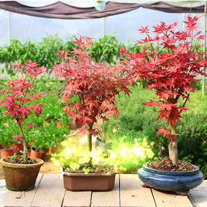 红风叶树植物红枫 红风叶树植物红枫品牌 价格 阿里巴巴