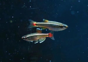 白云金丝鱼活体小型原生鱼冷水鱼观赏原生鱼红尾灯科群游
