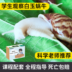 学生蜗牛宠物活体白玉蜗牛套装观赏学生科学实验巨型美容可食用