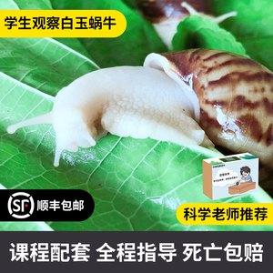 白玉蜗牛活体宠物学生科学实验观察蜗牛巨型蜗牛美容养颜顺丰包活